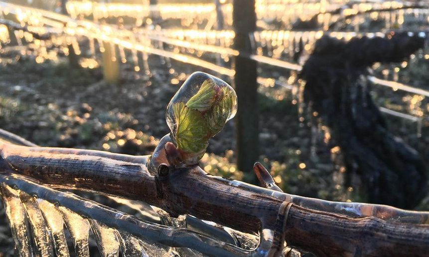 Распустившаяся почка на виноградной лозе заключена в ледяной кокон. Виноделы верят, что это спасёт растения от мороза. Фото Marine Ponsard (instagram.com/ponsardmarinepro/)